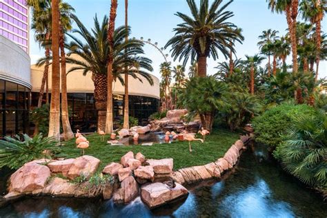 flamingo hotel wildlife habitat|flamingo las vegas restaurants.